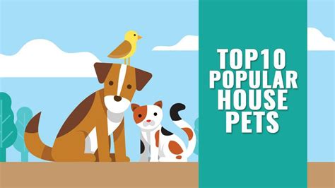 Top 10 Popular House Pets To Own And Cuddle Petmoo