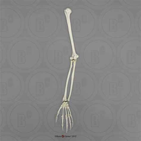Human Male Asian Arm Articulated With Articulated Rigid Hand No