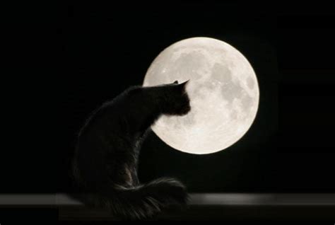Kommt dies allerdings vermehrt vor oder deine katze macht das. Macht der Mond die Katze unruhig? | herz-fuer-tiere.de
