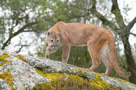 Mountain Lion Puma Concolor 15824 Natural History Photography