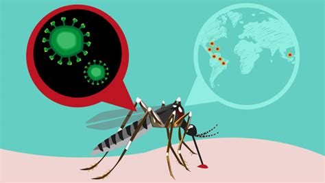 Research Impact Accelerating Efforts To Contain And Prevent The Zika