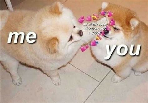 Dog Wholesome Meme Wholesome Memes Pictures For Friends Wholesome