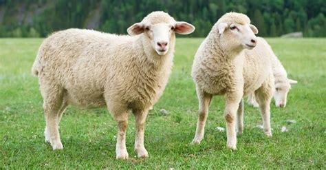 Sheep Gestation Period How Long Are Sheep Pregnant Az Animals