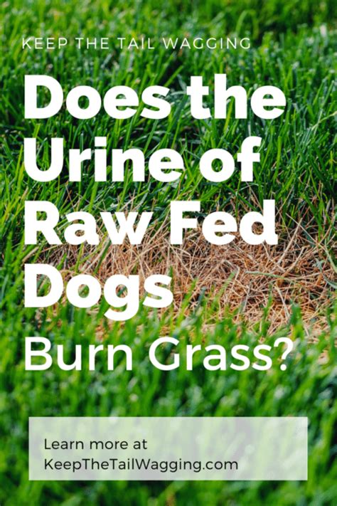 Does The Urine Of Raw Fed Dogs Burn Grass