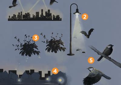 Infographic Light Pollution Threatens Species The Scientist Magazine