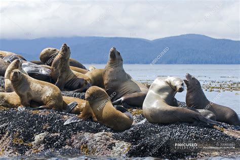 Colony Of Sea Lions Resting On Rocks Gwaii Haanas Haida Gwaii