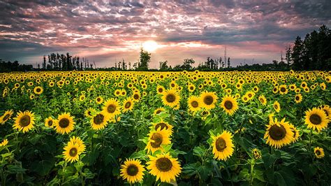 Hd Wallpaper Sun Flower Yellow Flowers Grass Sky Sunset Flower