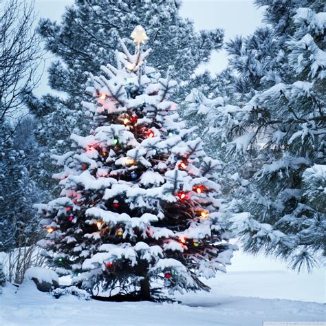 Free Download Beautiful Outdoor Christmas Tree 4k Hd Desktop Wallpaper
