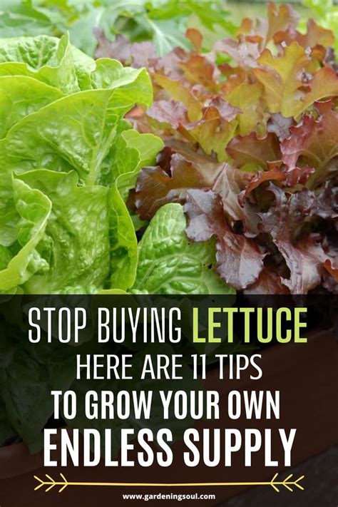 Stop Buying Lettuce Gardening Soul