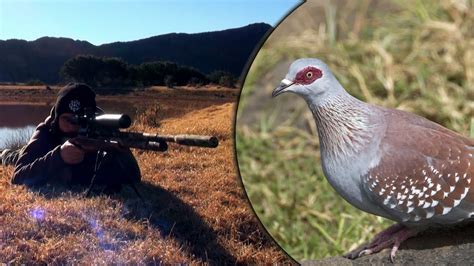 Long Range Airgun Hunting Pigeon Paradise Episode 2 Youtube