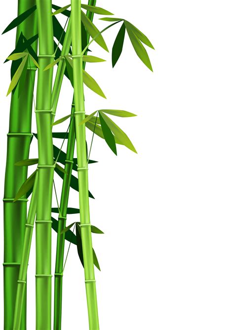 Bamboo clipart - Clipground