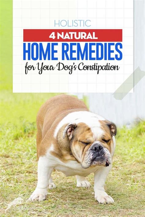 5 Home Remedies For Dog Constipation Top Dog Tips