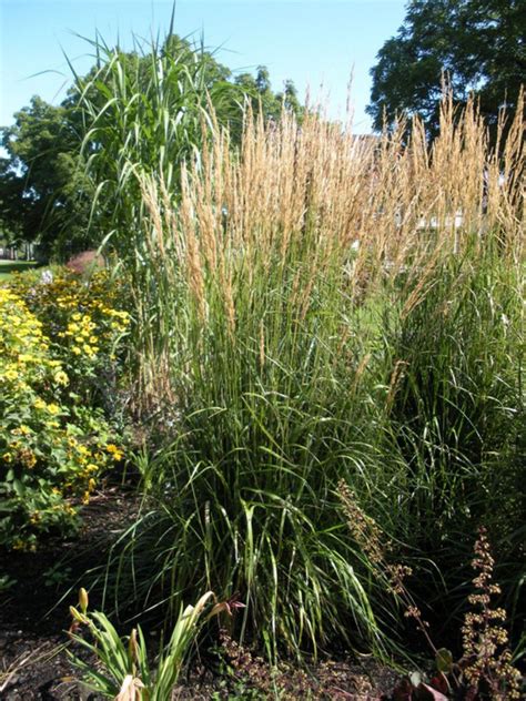 Calamagrostis Acutiflora ‘karl Foerster Blue Sky Nursery