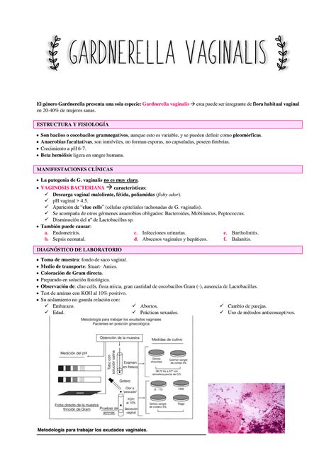 Gardnerella vaginalis bacteriología GARDNERELLA VAGINALIS El