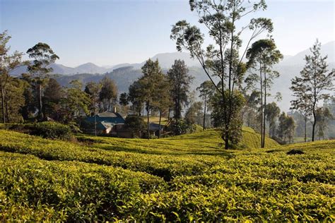 Ceylon Tea Trails Sri Lanka Get Prices For The Stunning Ceylon Tea