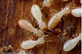 Photos of Termite Fumigation Terminix