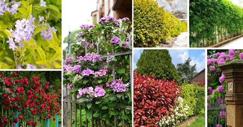 25 Best Plants To Grow As A Privacy Fence And Add More Natural Look