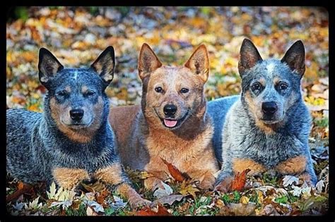 1000 Images About Dogsblue Heeler On Pinterest