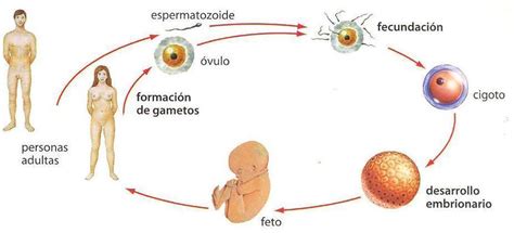 Relación del Sistema Nervioso y Reproductivo Mind Map