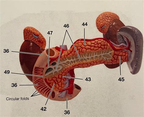 Pancreas Duodenum Diagram Quizlet