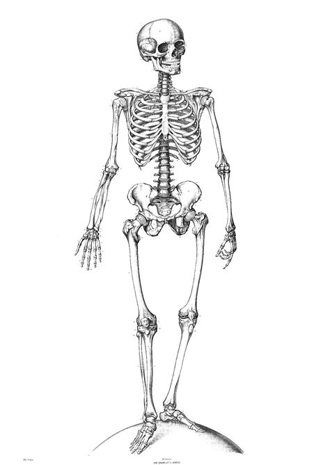 Printable Human Skeleton Diagram