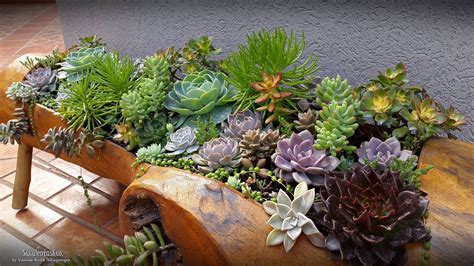 Nice Succulent Arrangement In A Very Unique Planter By Succulents And Co