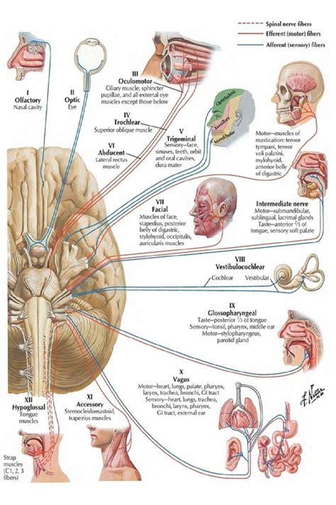 The Cranial Nerves And Their Functions Medical My XXX Hot Girl