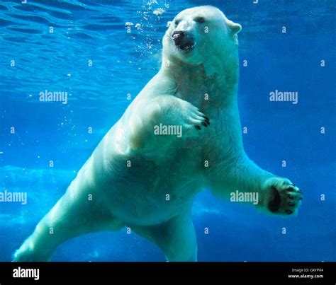 Polar Bear Swimming Underwater Stock Photo Royalty Free Image