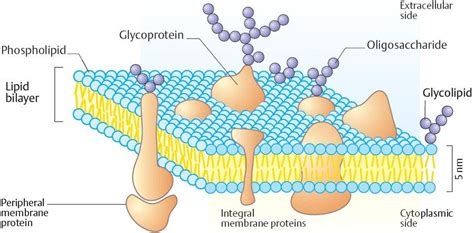 Biología Celular Membrana Organización Molecular De La Membrana