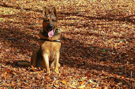 Prices 10/10 · prices 10/10 · free and fast shipping · shipping 10/10 German Shepherd Dogs - Dog Food Ratings