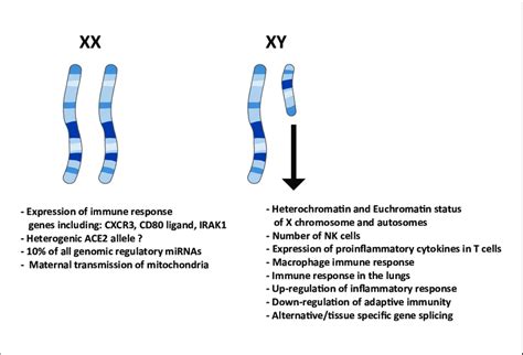 Effect Of Sex Chromosomes On The Immune Related Functions The X