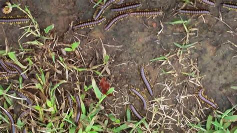 Infestation Thousands Of Millipedes Youtube