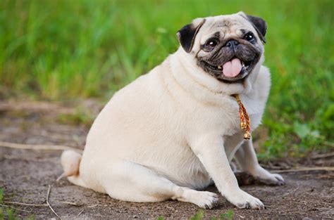 Your dog can eat some fat. Do I Have A Fat Dog? How To Tell If Your Dog Is Overweight