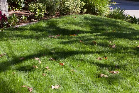 Overseeding lawns is just what it sounds like. How to Calculate Grass Seed for Overseeding (with Pictures) | eHow