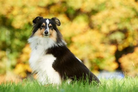 Shetland Sheepdog Steckbrief Charakter Wesen Und Haltung