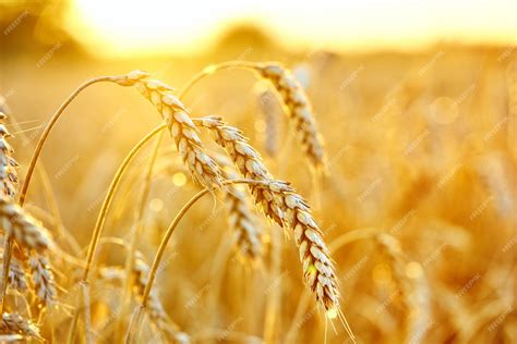 Premium Photo Wheat Field Ears Of Golden Wheat Beautiful Sunset