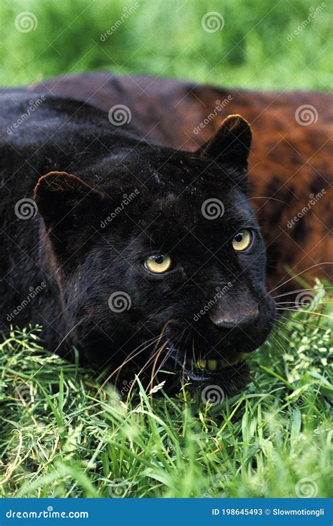 Black Panther Panthera Pardus Adult Laying On Grass Stock Image