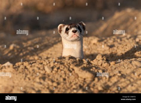 Stock Photo Of A Wild Black Footed Ferret Looking Out From His Burrow