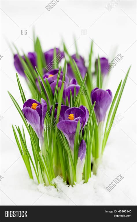Crocus Flowers Snow Early Spring Image And Photo Bigstock