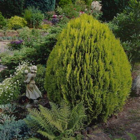 Thuja Orientalis Aurea Nana Platycladus Large Conifers Garden
