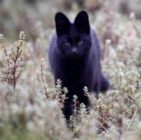 15 Beautiful All Black Melanistic Animals