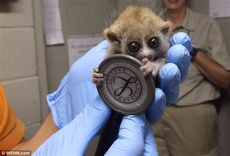 Cute As A Button The Baby Loris So Tiny He Weighs The