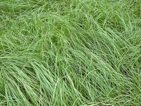 Ufifas Researchers Are Studying Endophytes In Florida Pasture Grasses