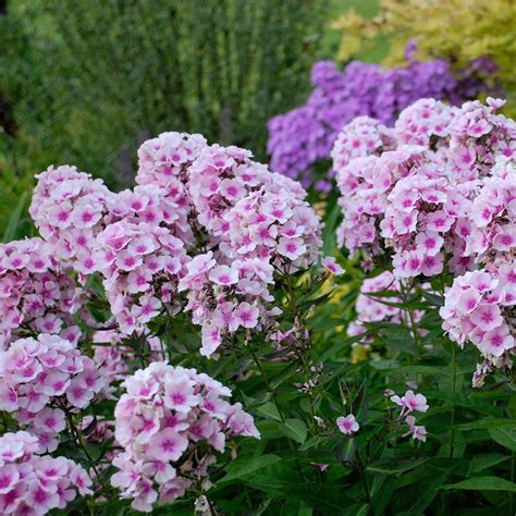 The Beauty And Benefits Of Phlox Plant For Your Garden
