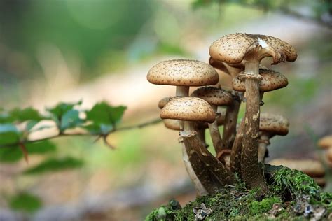 Why Being Eaten by Mushrooms Is the Best Way to Die | HuffPost