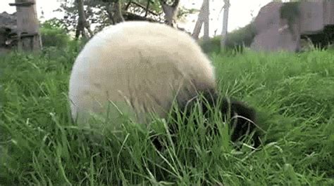 Panda Rolling Down A Hill Rific