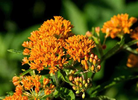 14 Plants That Thrive Even When Temperatures Rise Plants Michigan