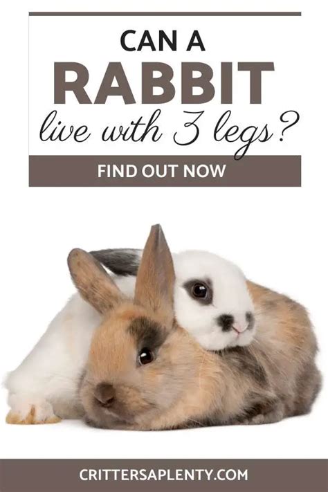 Can A Rabbit Live With 3 Legs Critters Aplenty