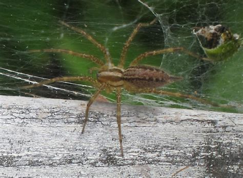 Funnel Web Spider Massachusetts Agelenopsis Bugguidenet