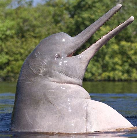 Tickled Pink Extremely Rare Rose Coloured Dolphins Are All Smiles As